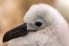 Falkland Islands, West Point Island. Close-up of black-browed albatross chick. Art Print